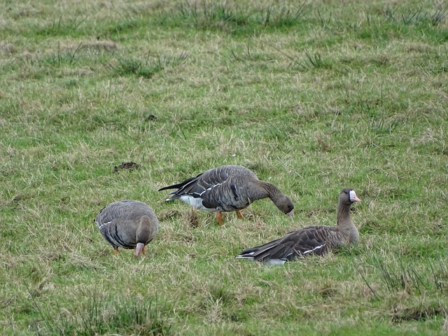 作也日渐紧 作也日渐紧